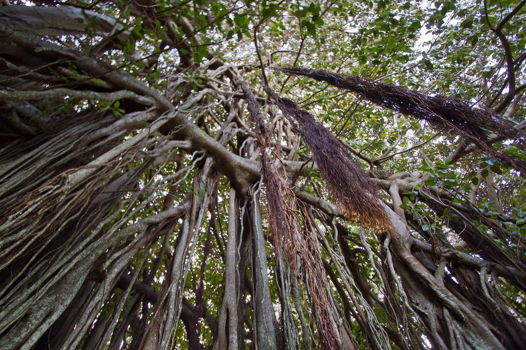 Castaway Norfolk Island Hotel Burnt Pine Ngoại thất bức ảnh